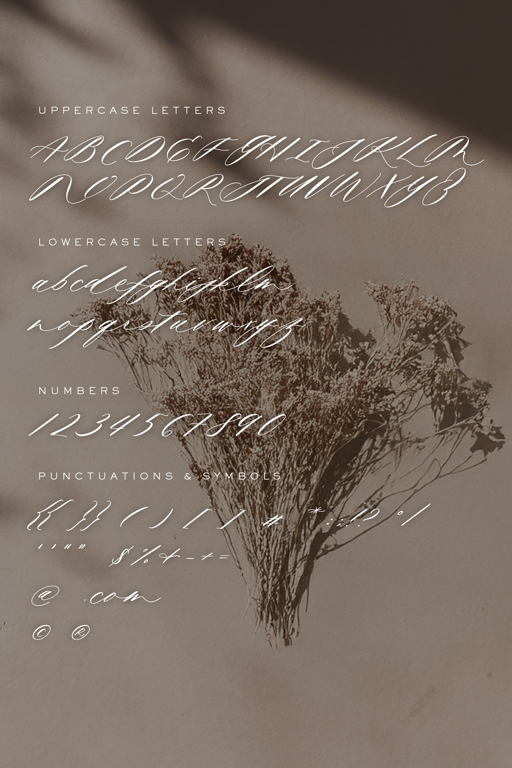 Mycella calligraphy font demo showcasing uppercase, lowercase, numbers, and symbols on a moody beige background with dried flowers